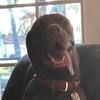chadschetter
